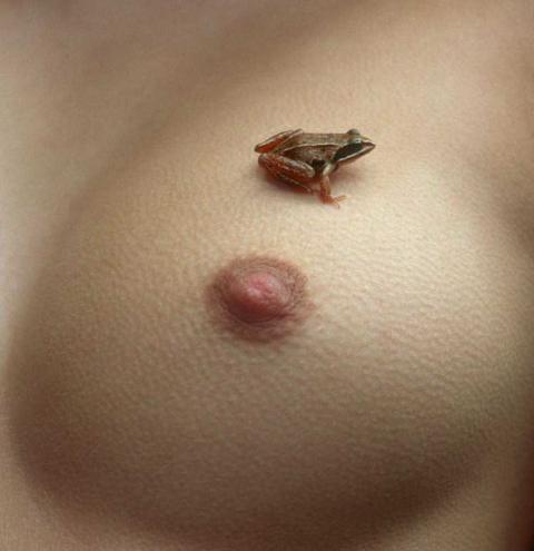 nipple frog